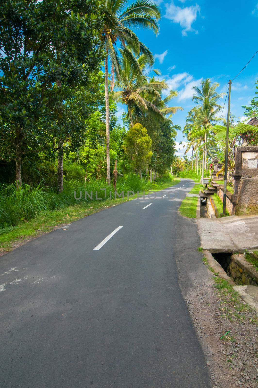 Narrow road bordered with palm trees in Bali, Indonesia