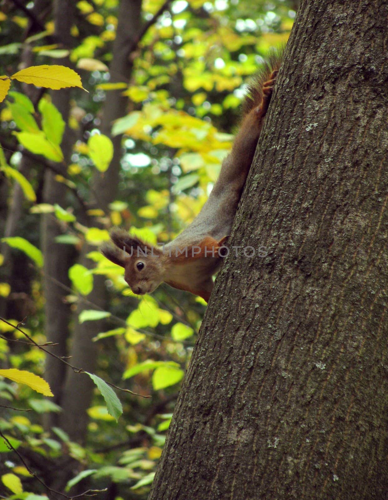 squirrel on tree in park