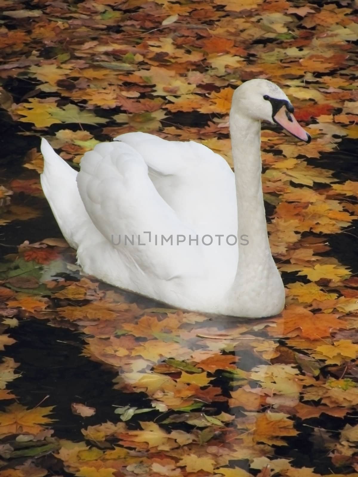 white swan swimming in pond in an autumnal park