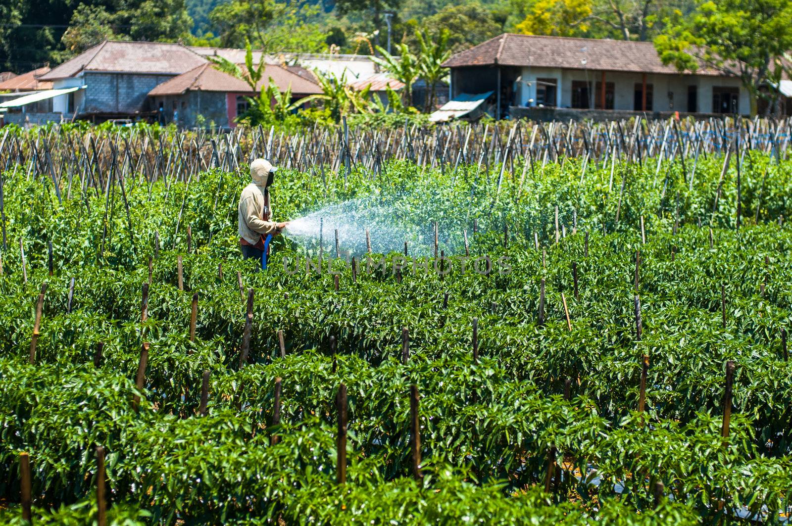 Farmer spraying pesticide on his field by nvelichko