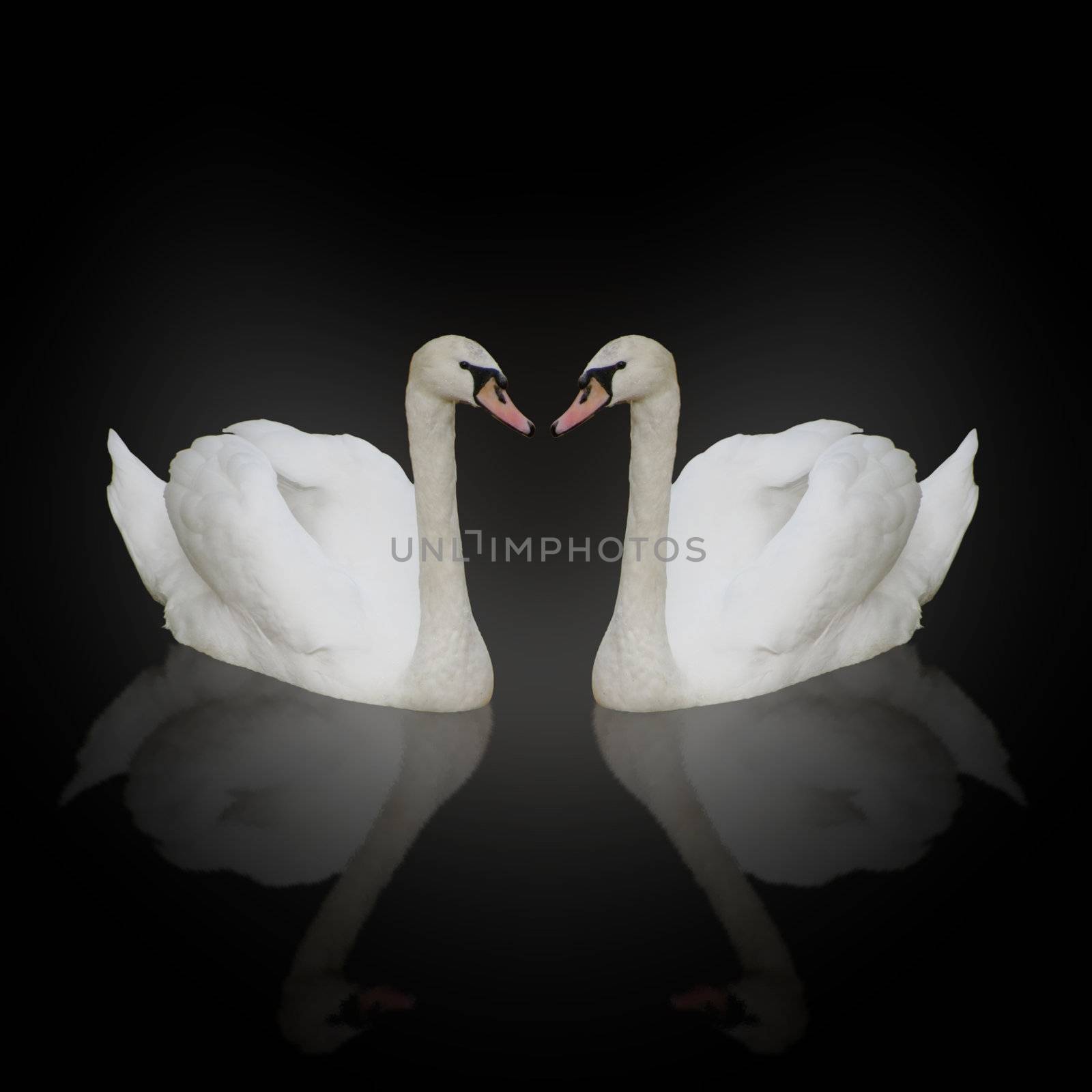 two swans with reflection over black