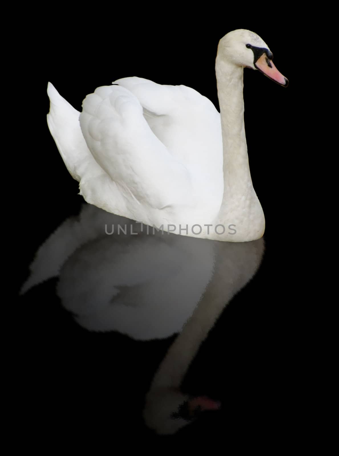 white swan with reflection over black