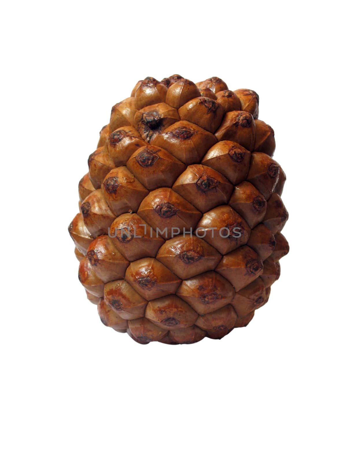 cedar cone by romantiche