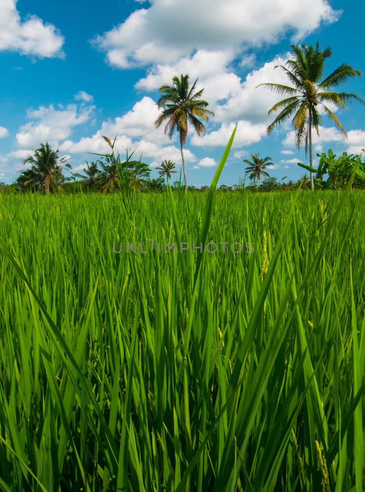 Rice field and coconut palms at background, Bali, Indonesia.