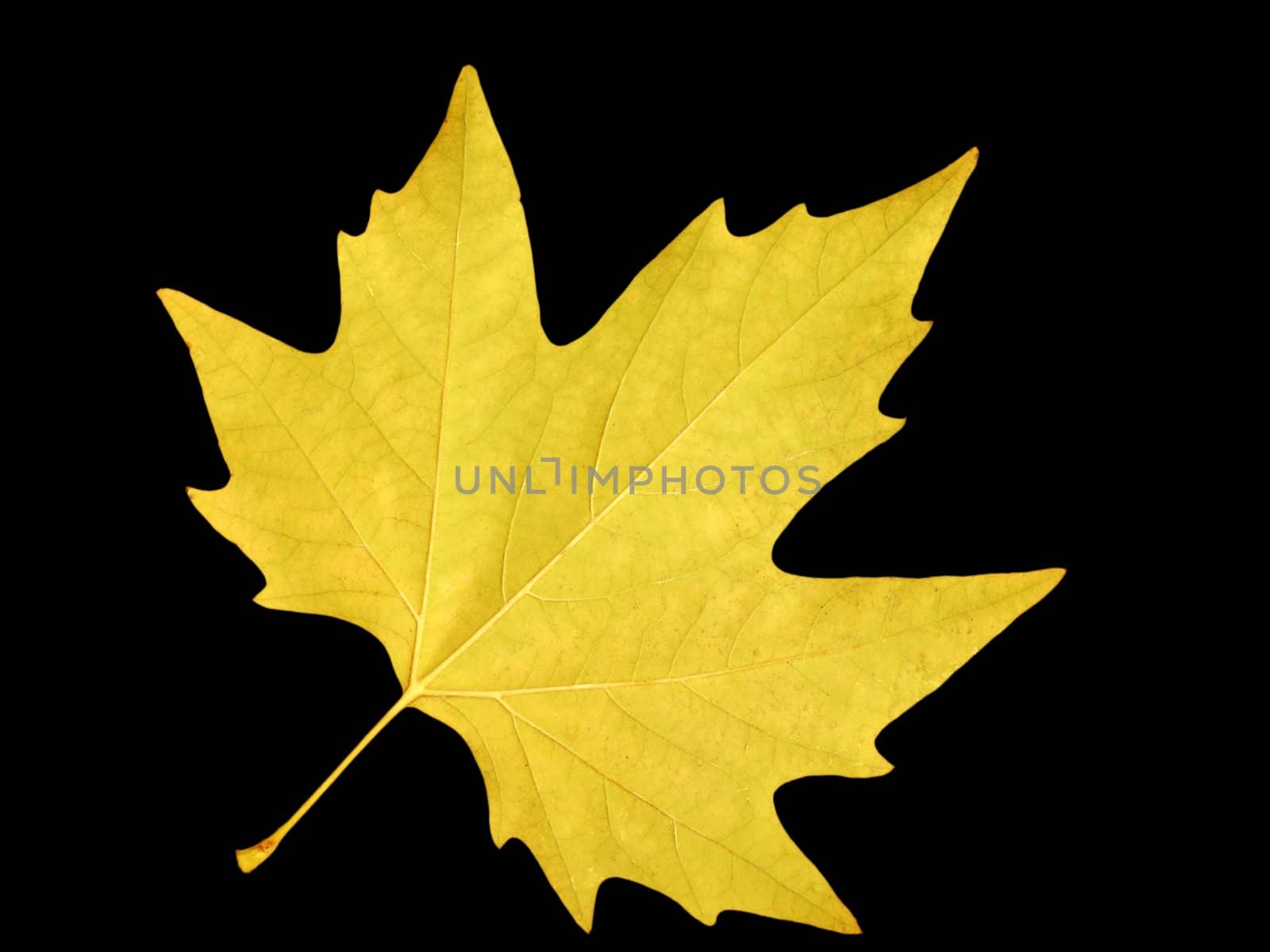 yellow maple leaf over black