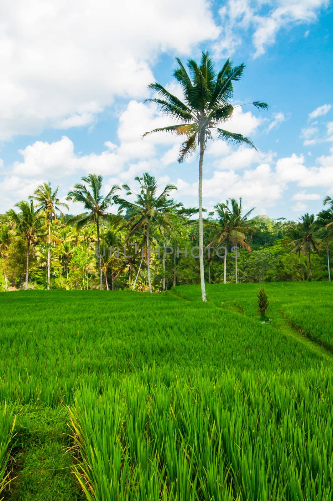 Rice field and coconut palms by nvelichko