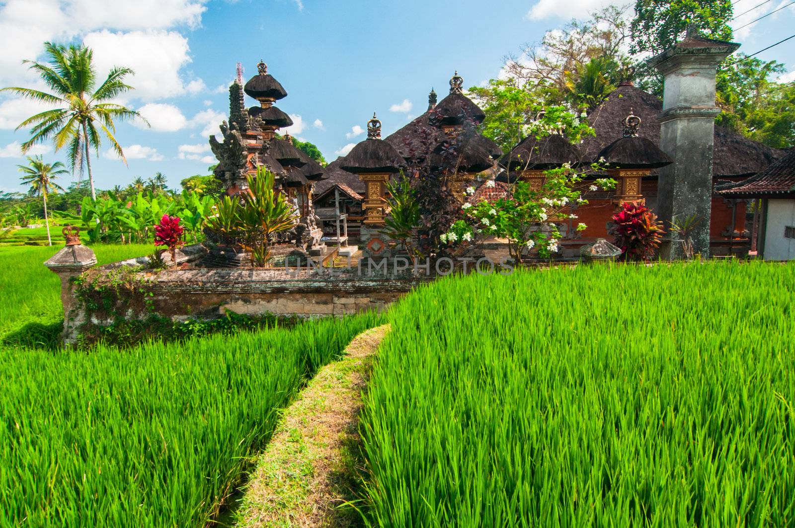 Rice terrace and small temple at background, Bali, Indonesia