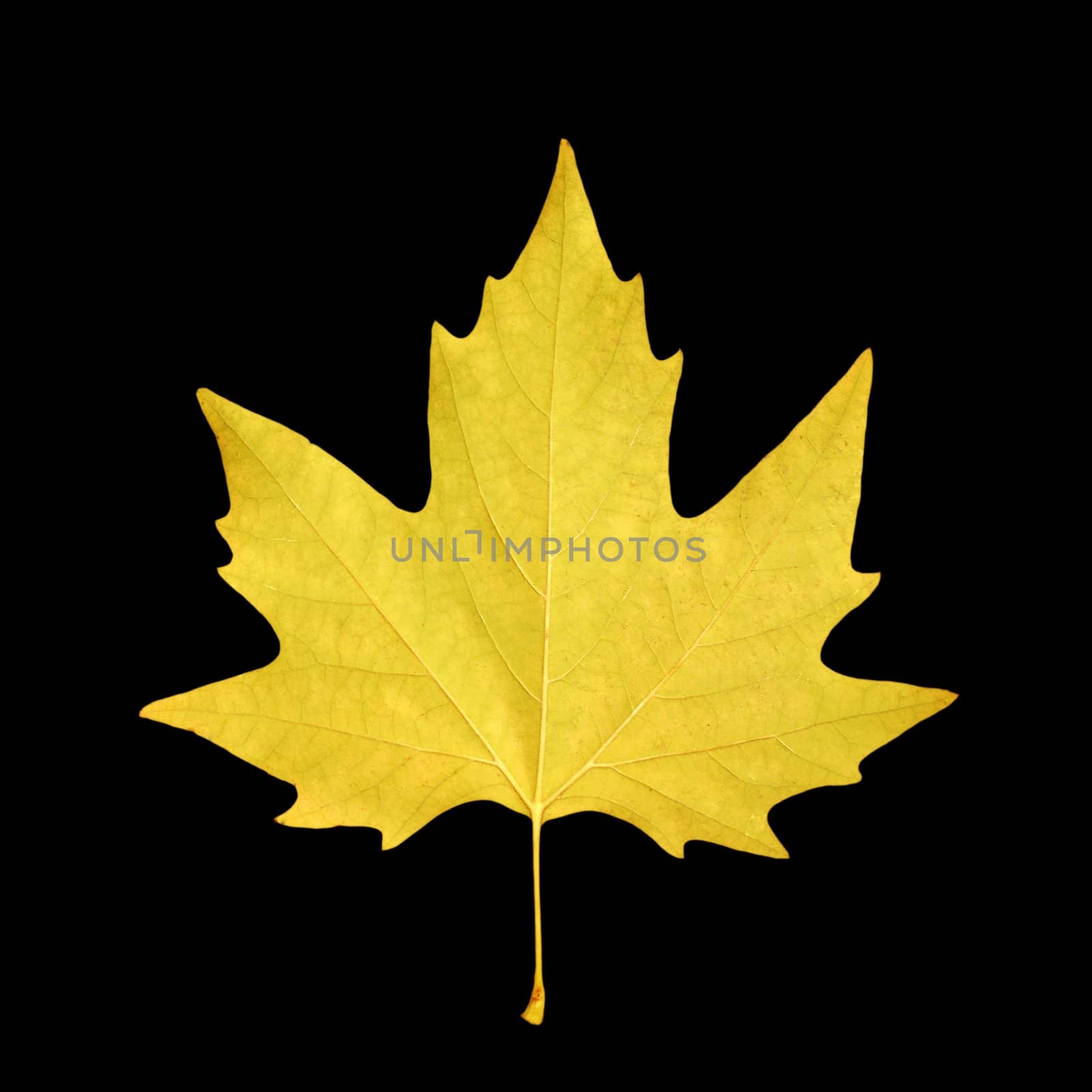 dry maple leaf over black