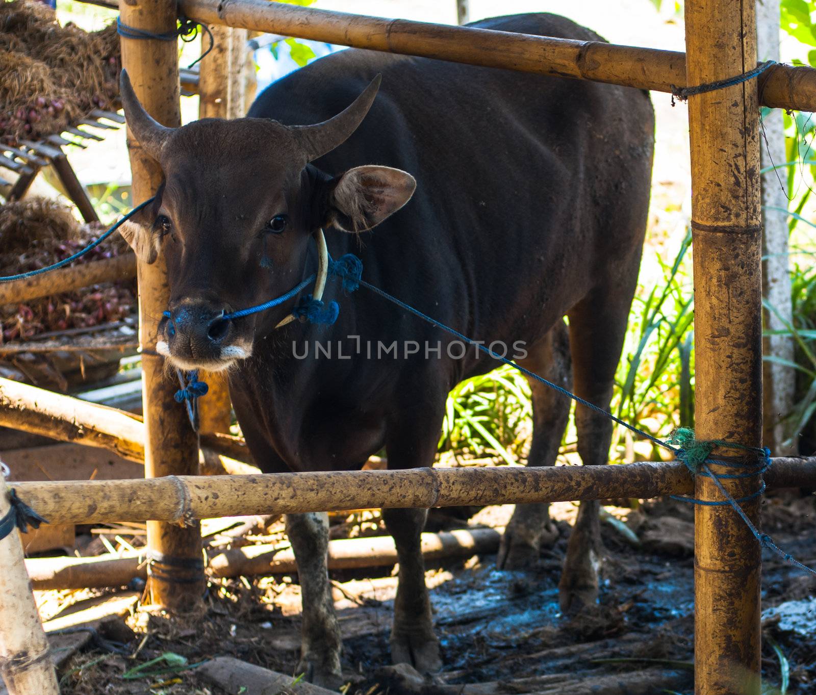 Cow in bamboo stall near Batur lake, Bali, Indonesia