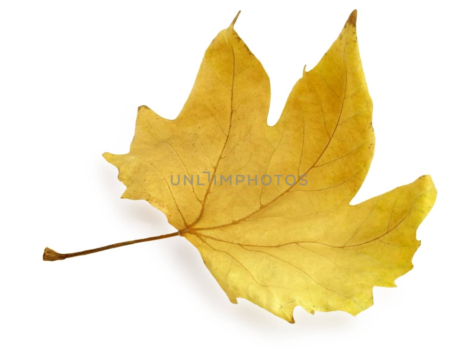 dry maple leaf over white