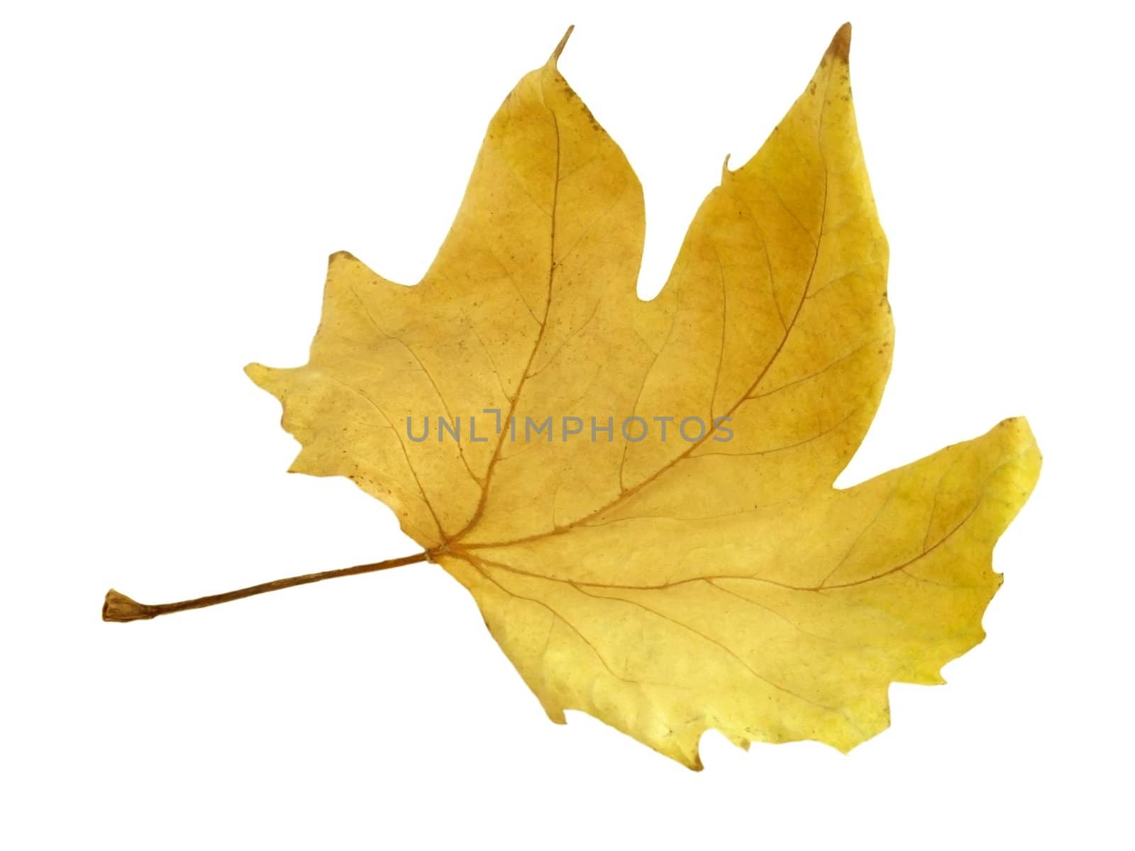 dry maple leaf isolated on white