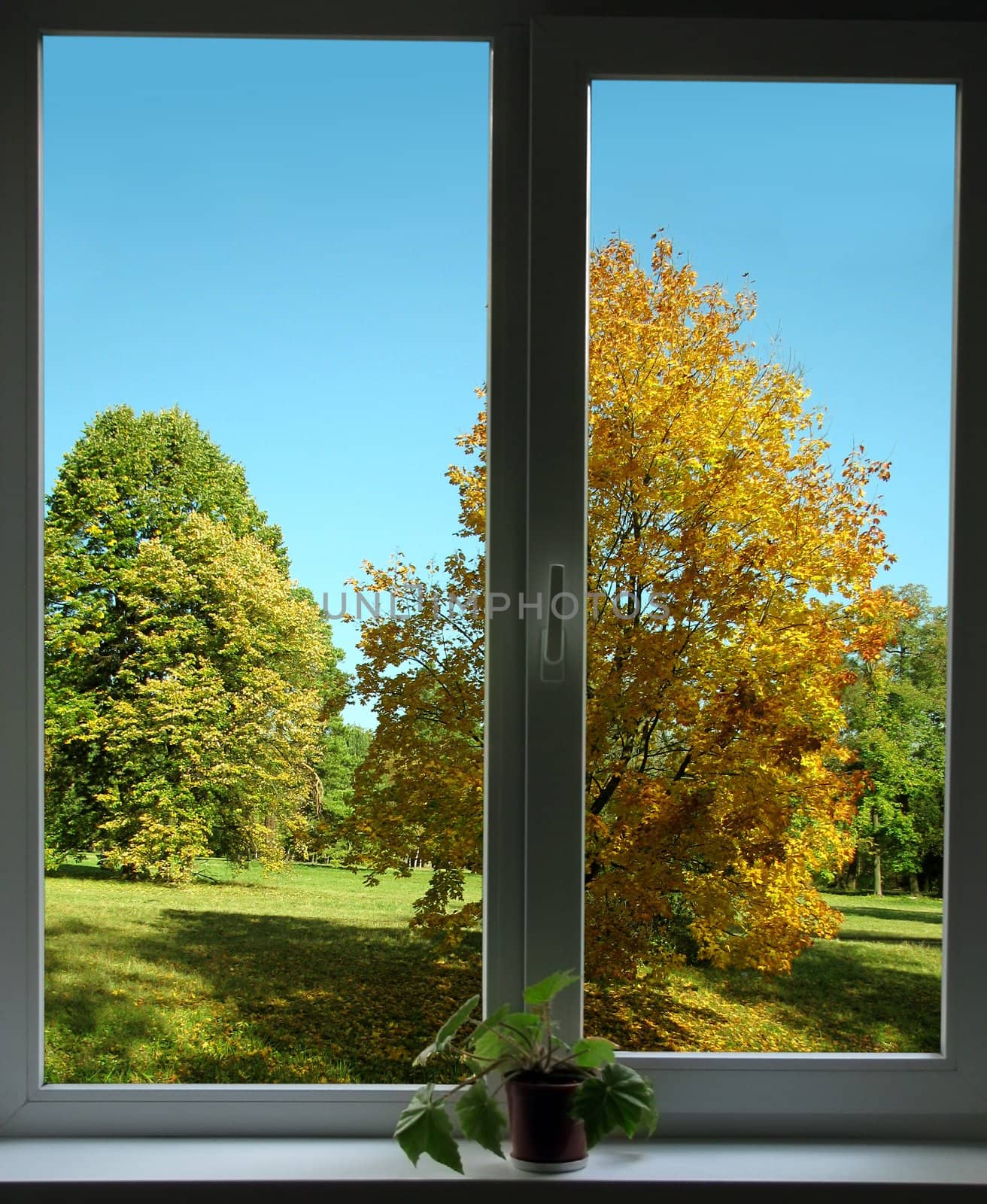 view on autumnal park from window