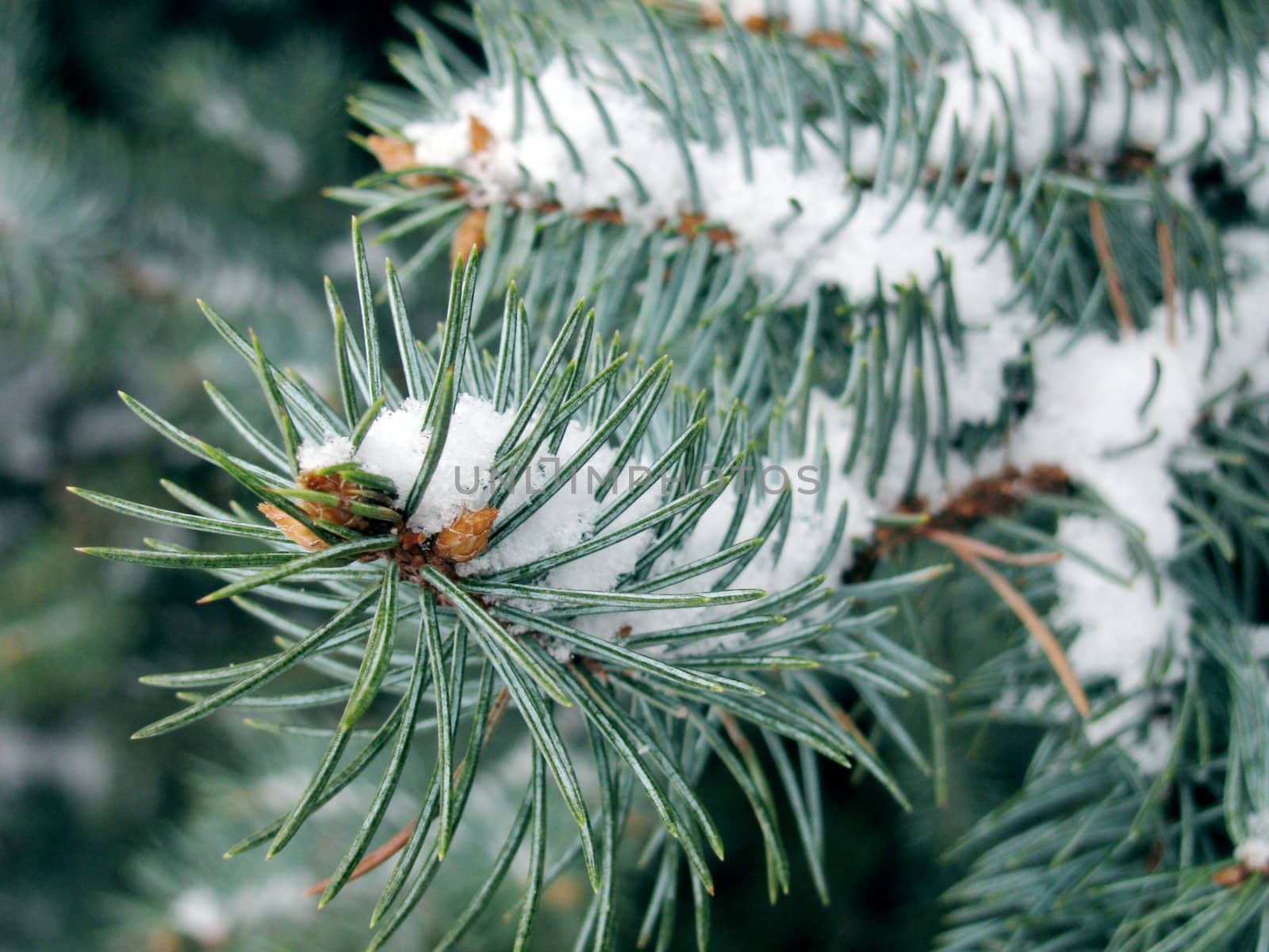 snow on branch of Christmas tree