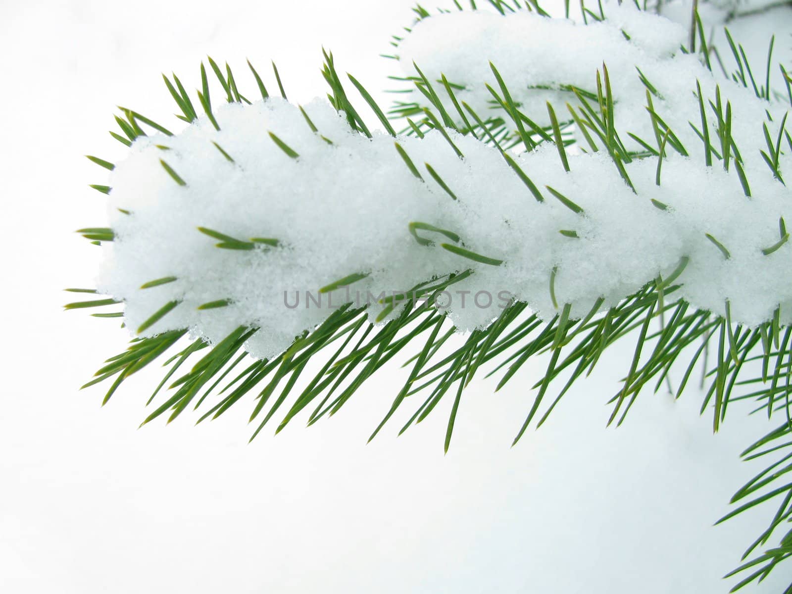 snow on branch of pine tree
