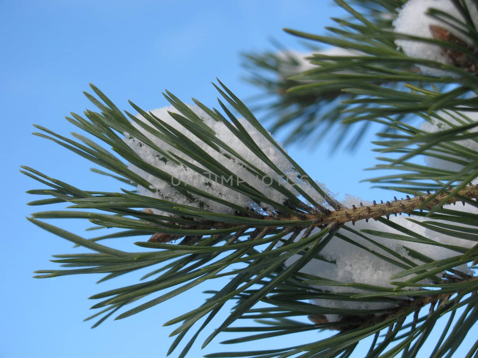 snow on branch of pine tree