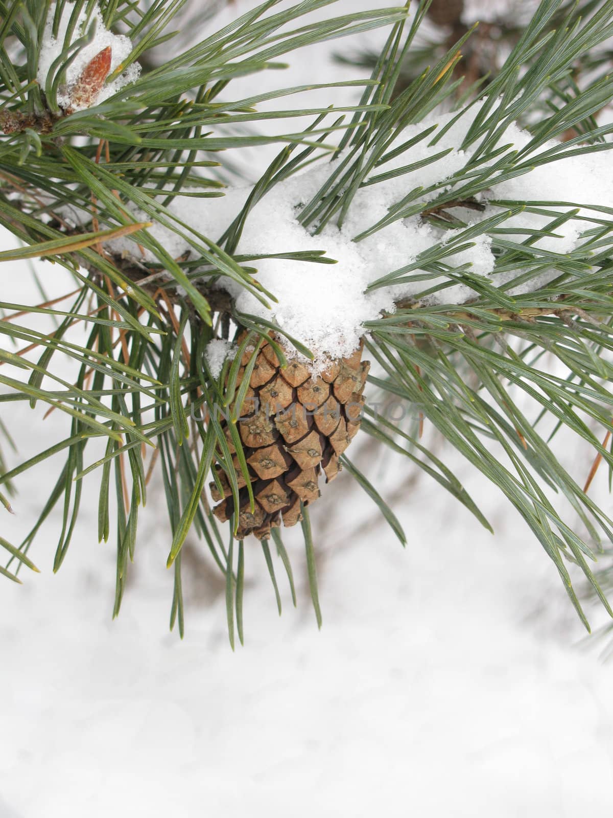 snow on pine tree