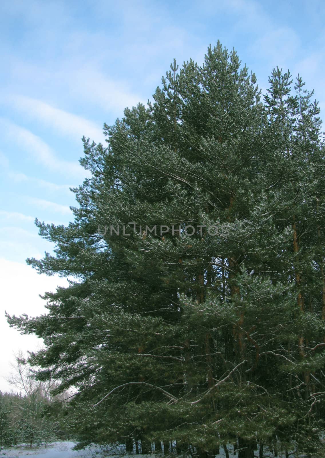 forest at winter