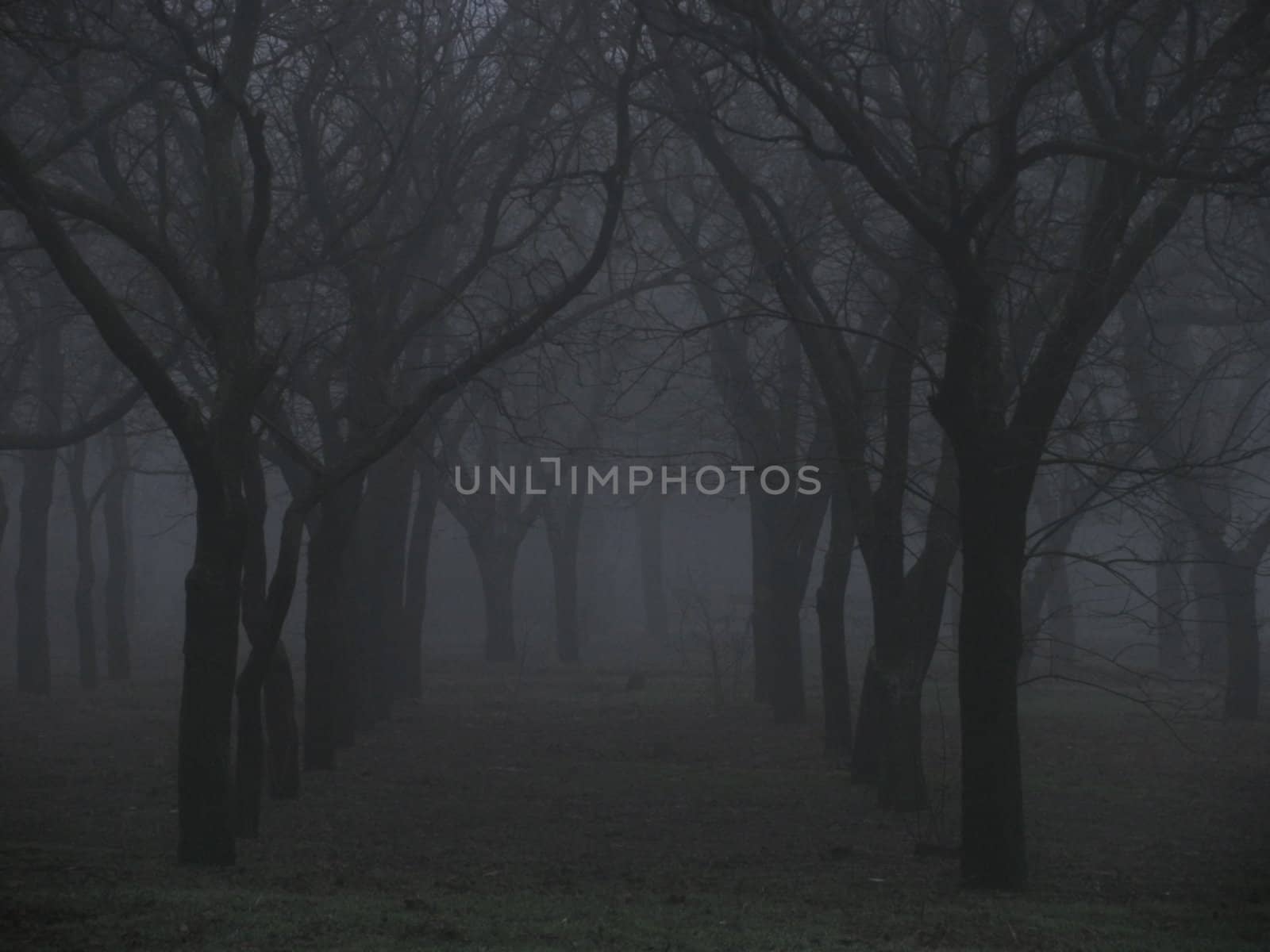 foggy park at autumn