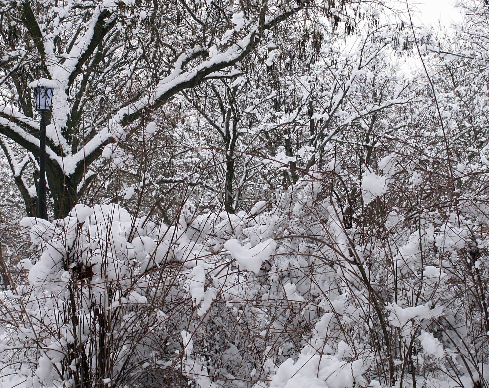 trees and bshes under snow