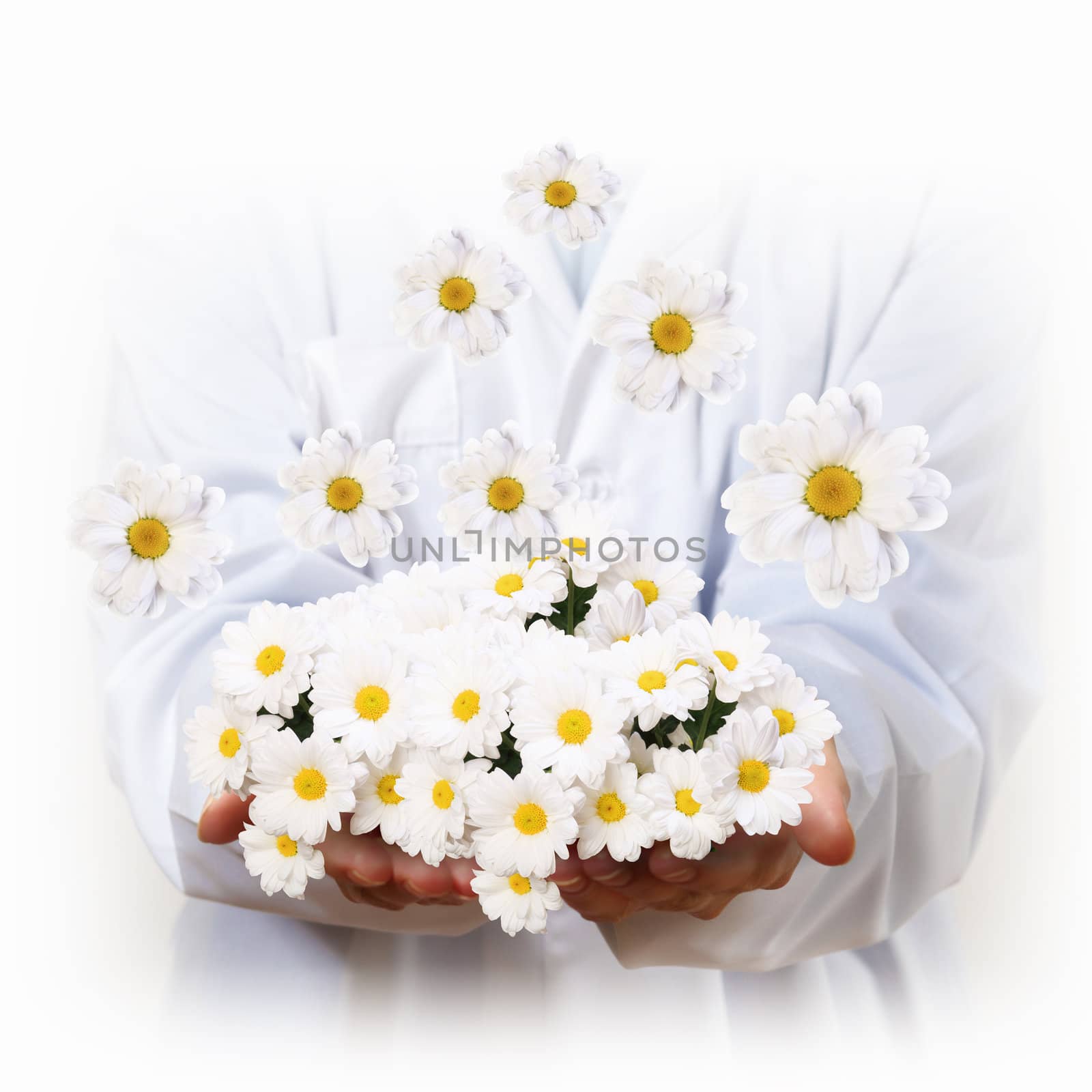 A camomile flower and human hands illustration