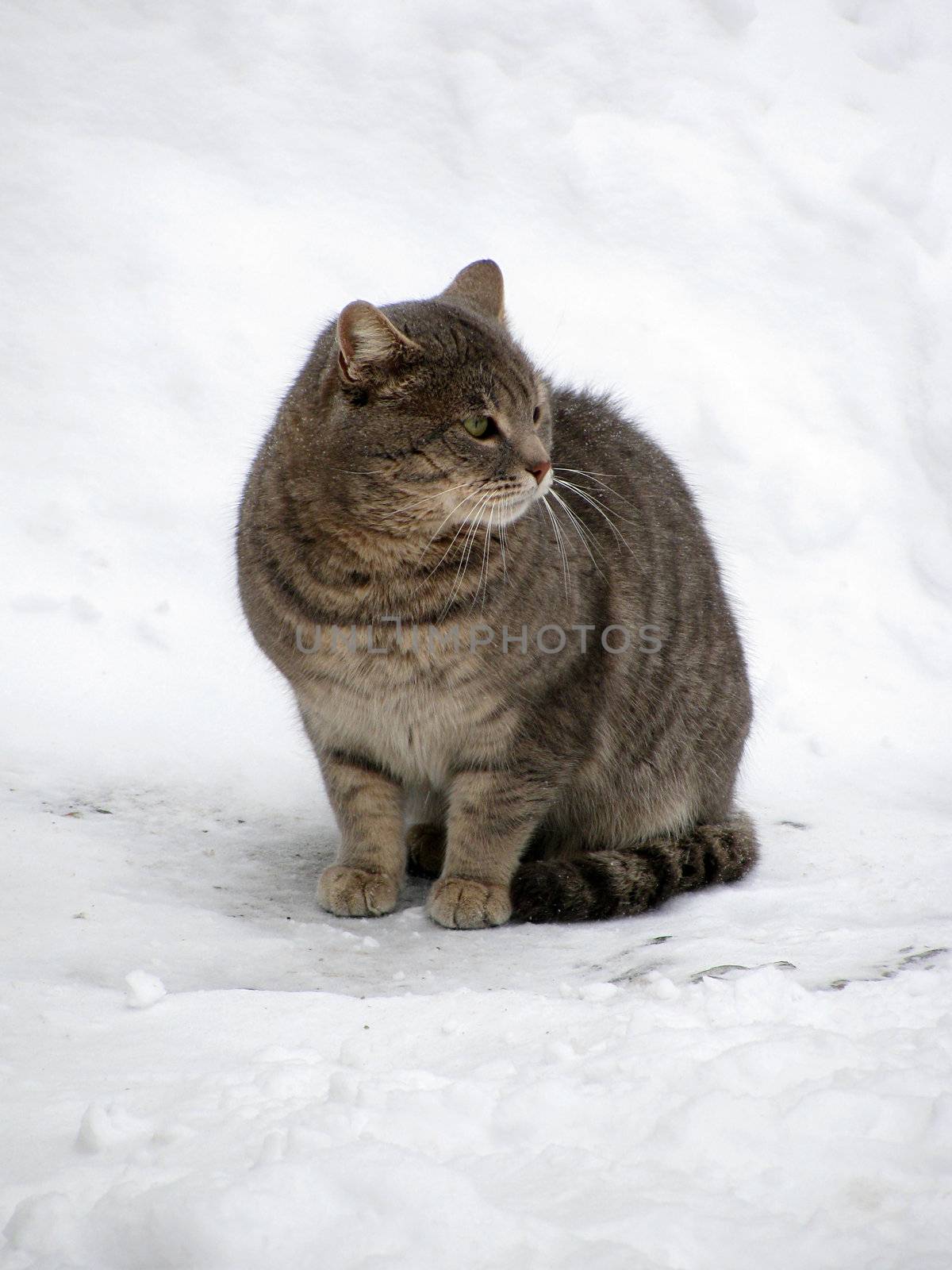 cat on snow by romantiche