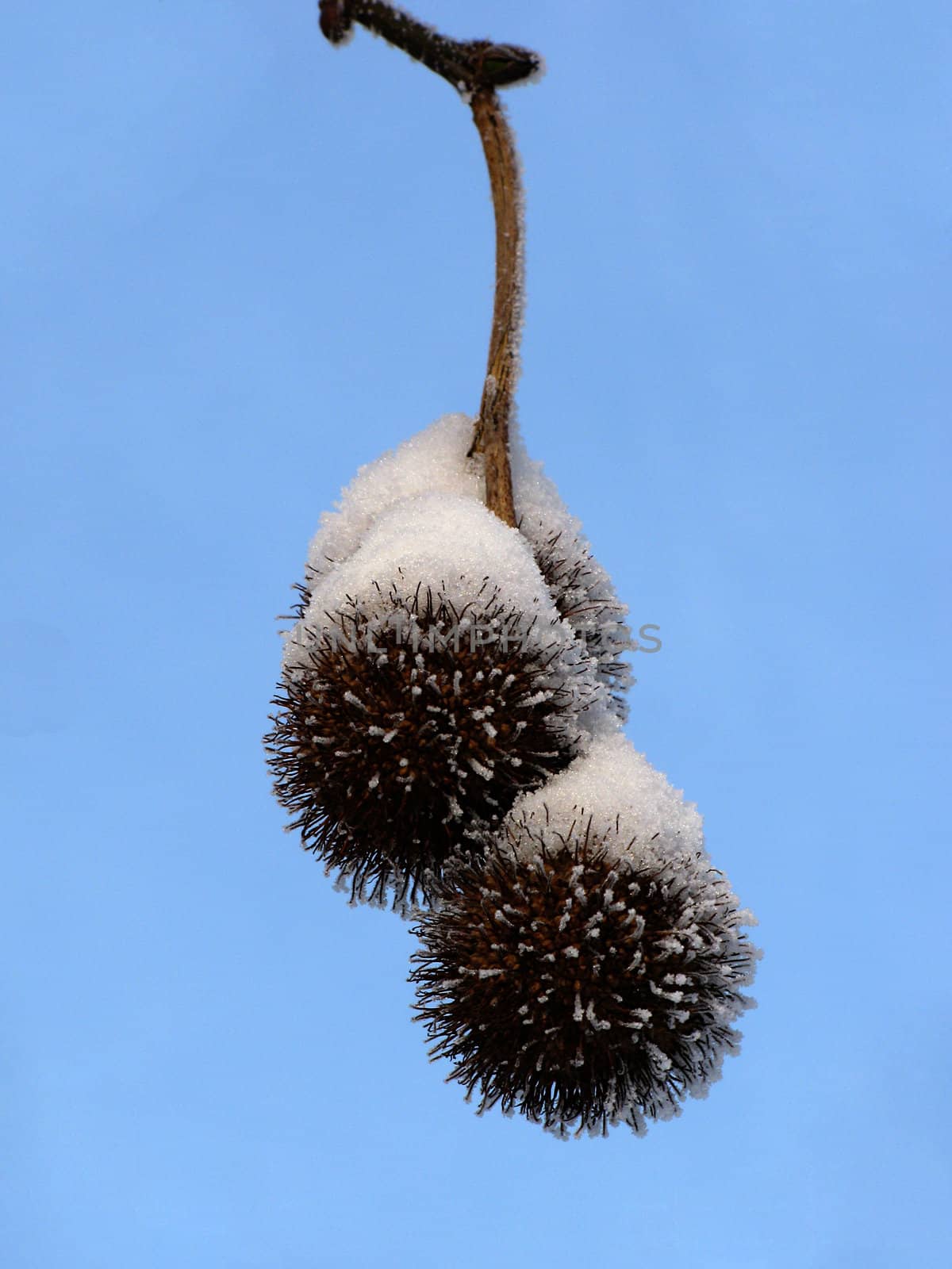 snow on platan seeds by romantiche