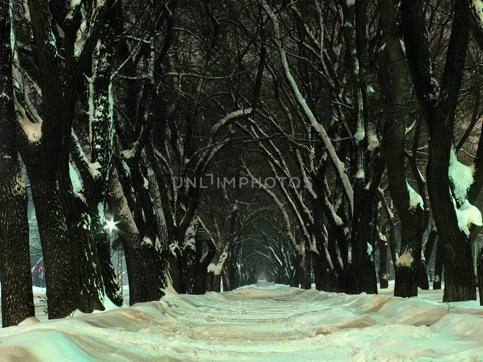 mystical avenue at winter night