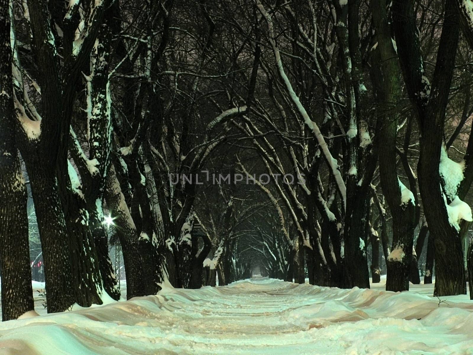 mystical avenue at winter night