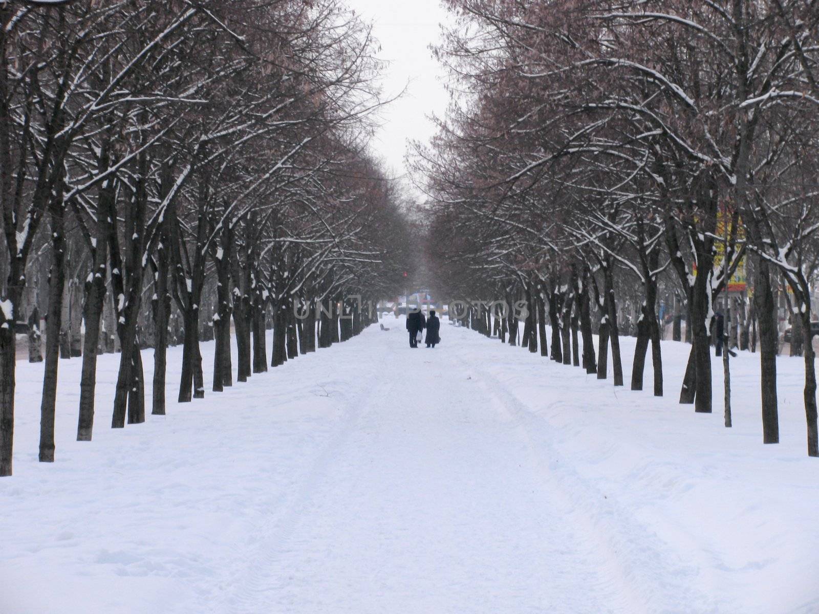avenue at winter