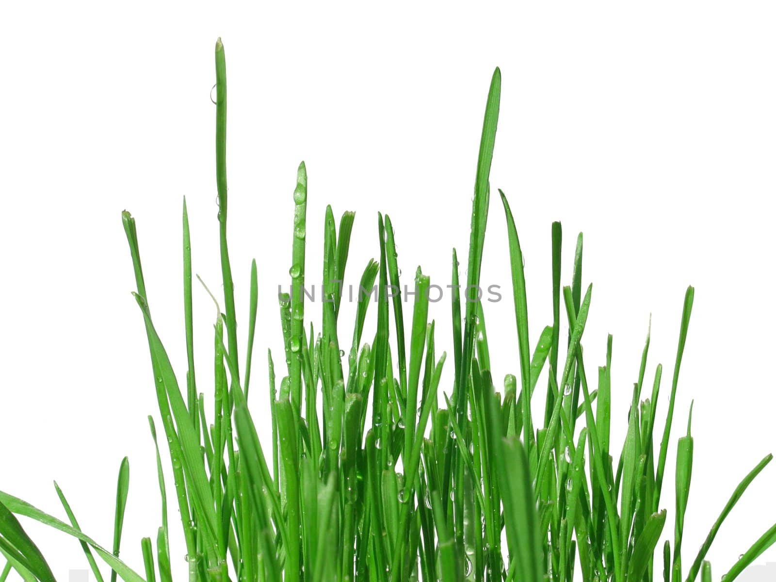 green blades over white