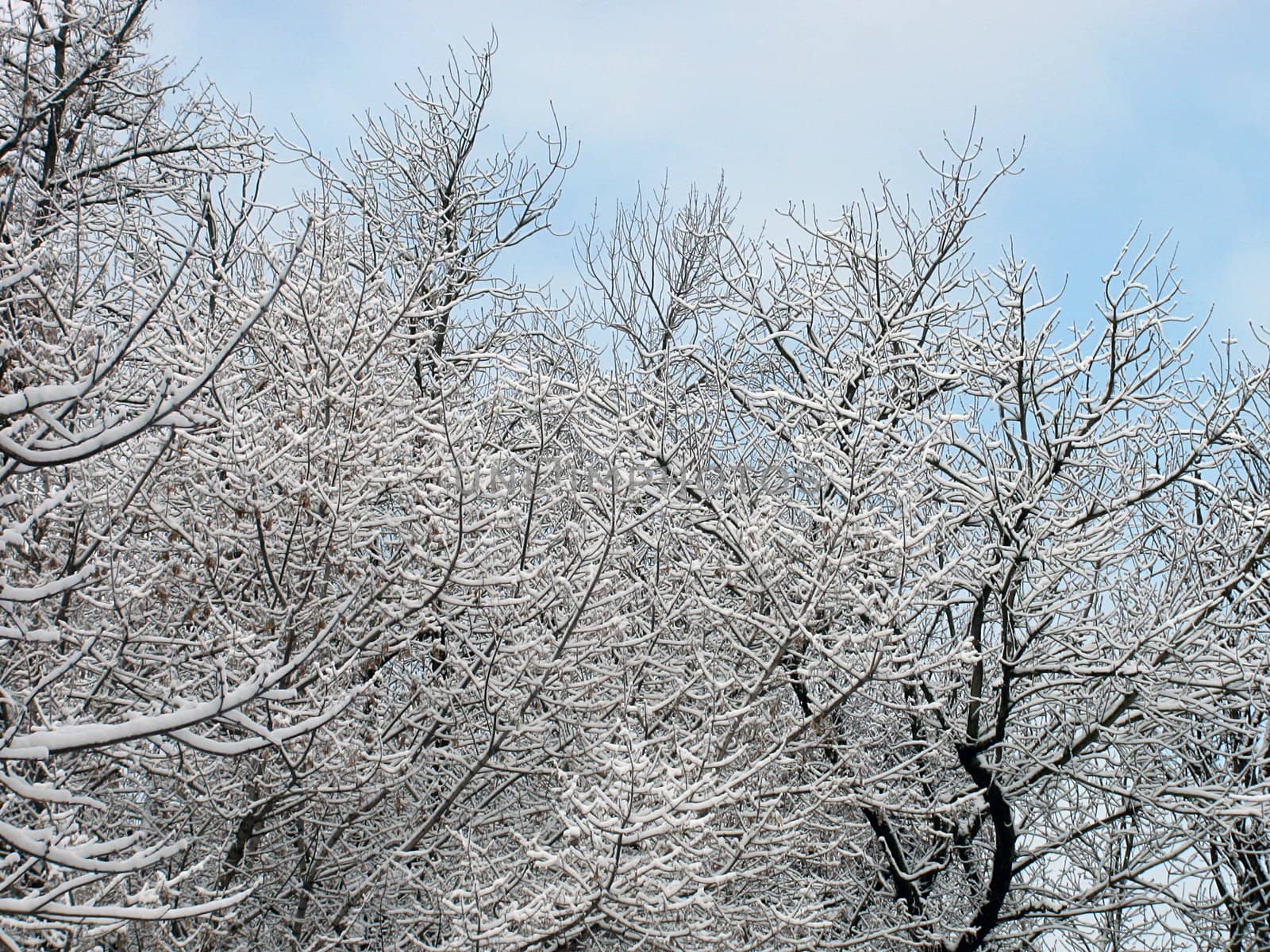 trees at winter over blue sky