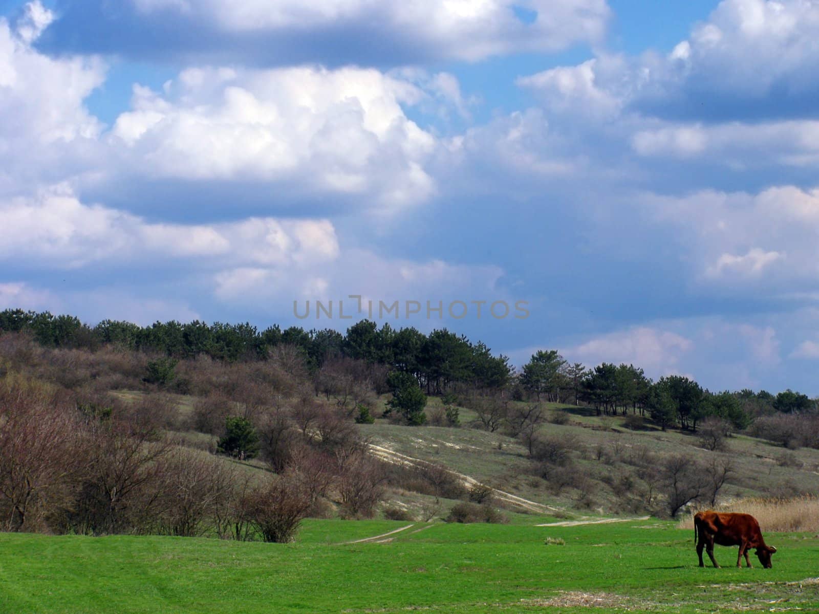 landscape with cow on meadow