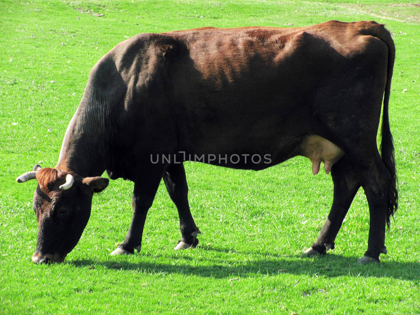 cow on meadow