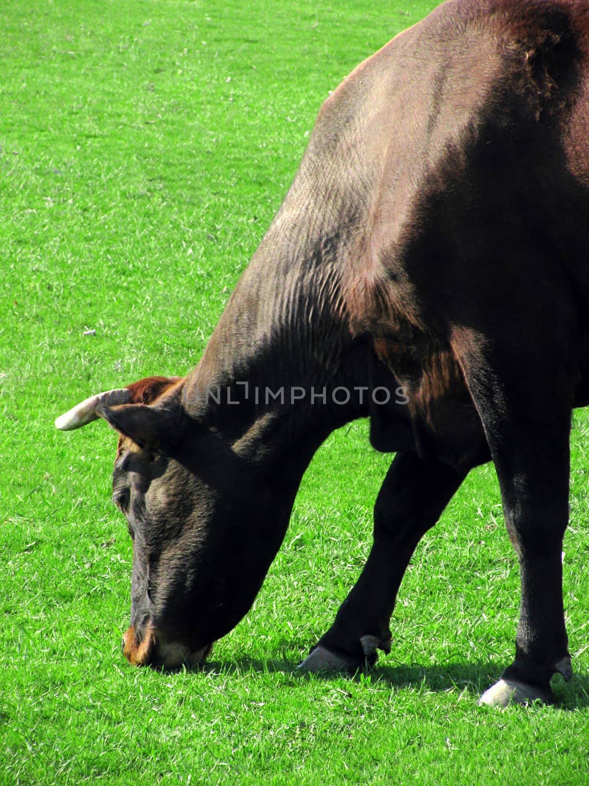 cow eating grass on meadow