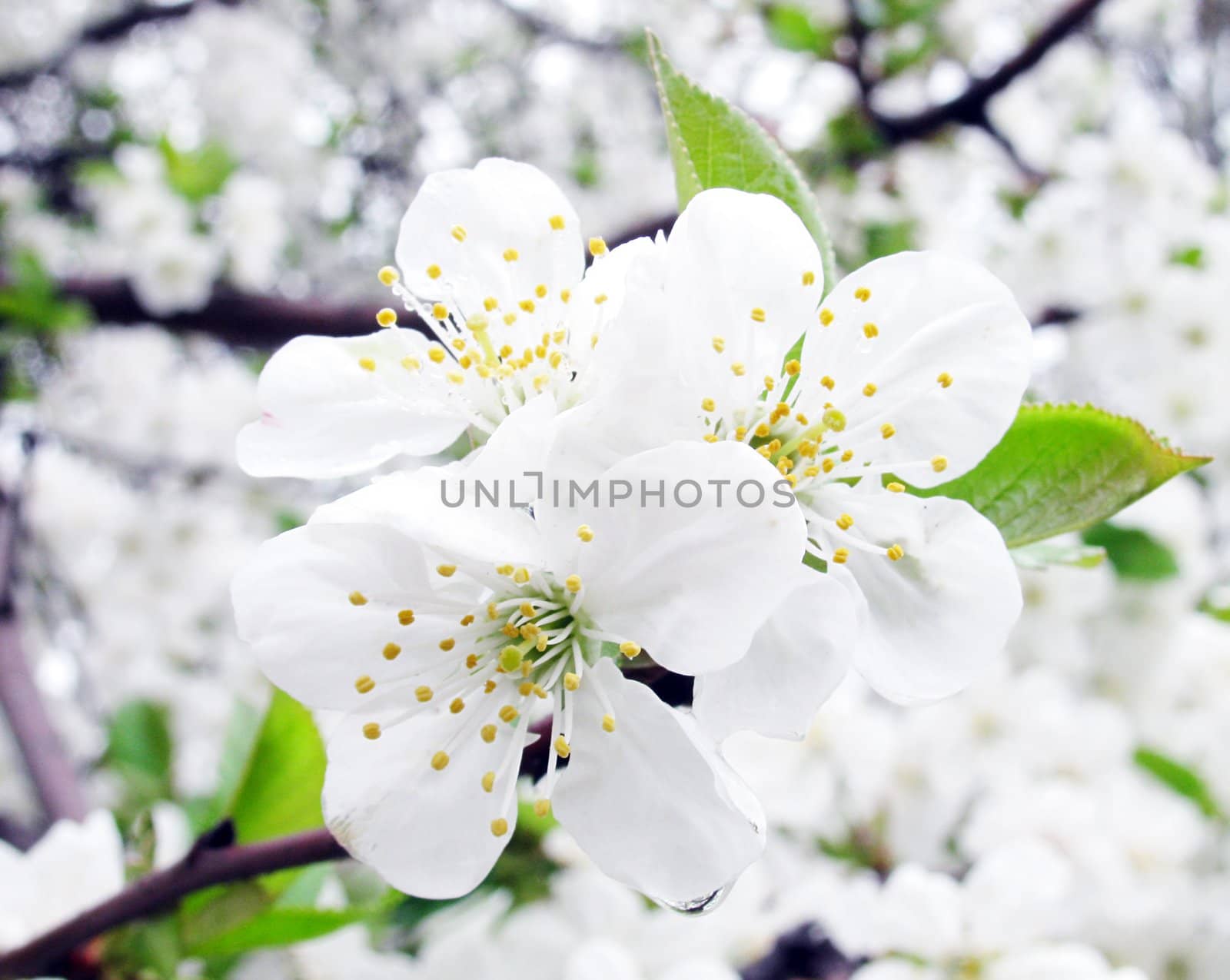 apple tree blossom at spring