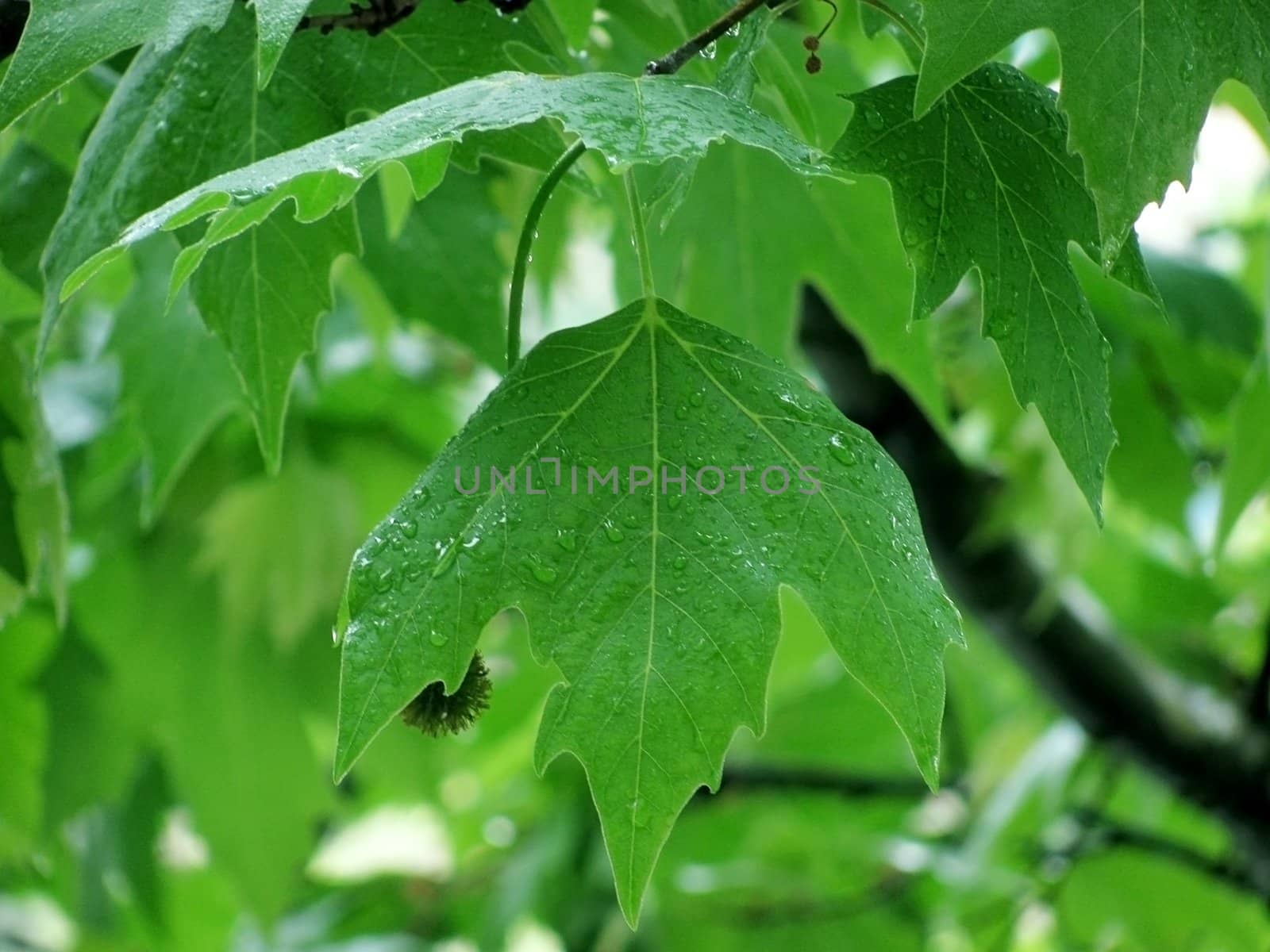 platan tree leaves under rain