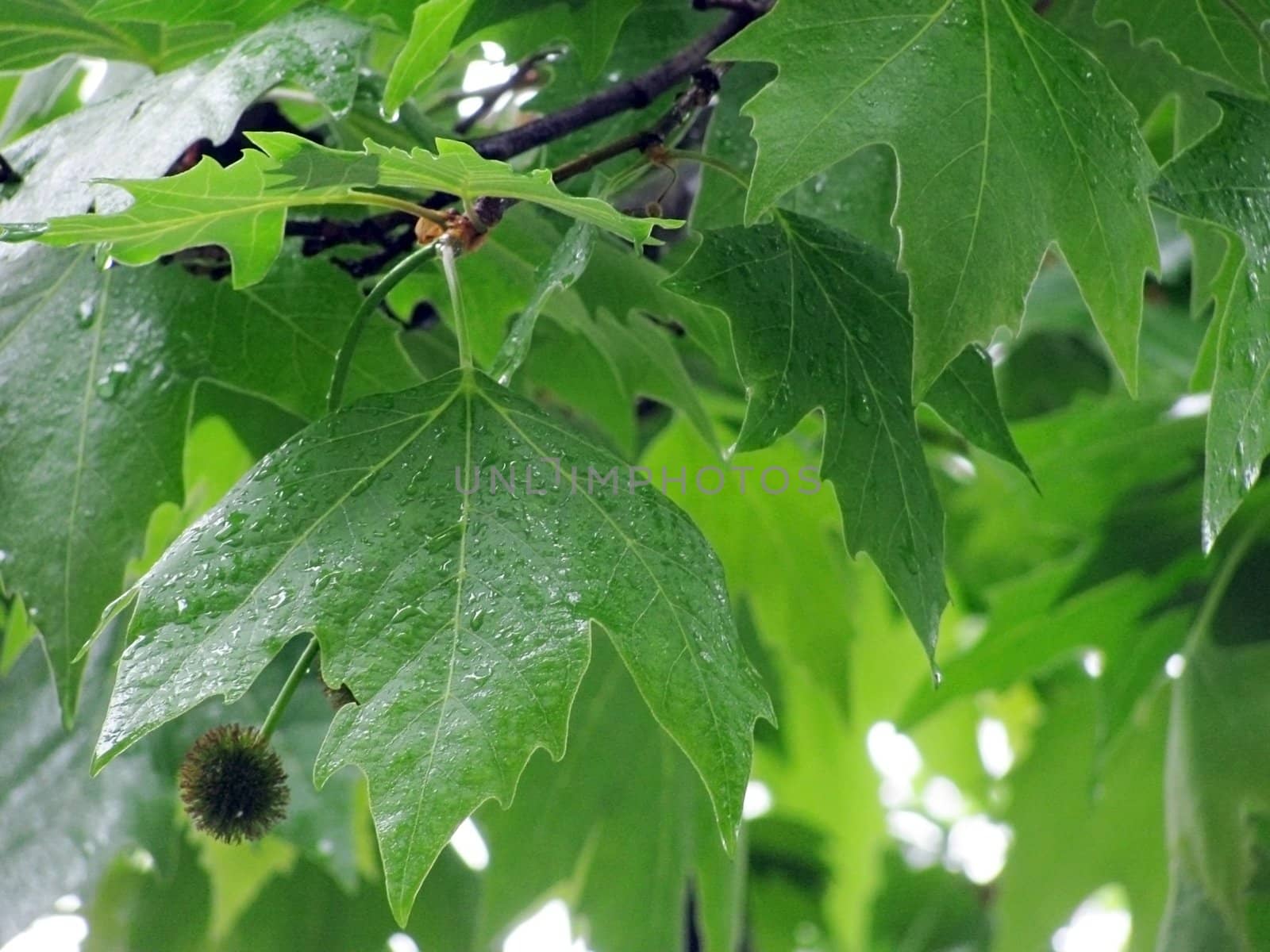 platan tree leaves under rain