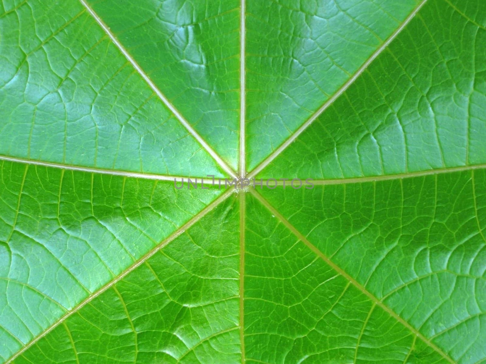 gren leaf by romantiche