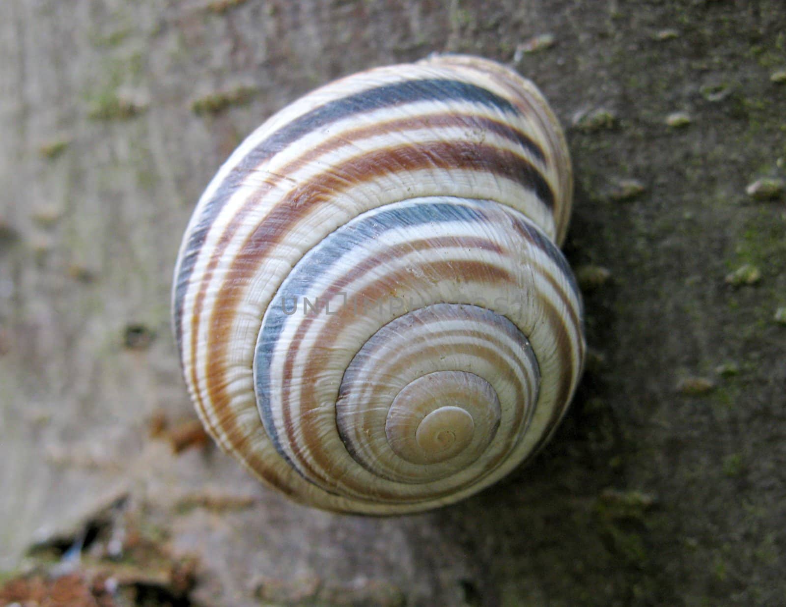 shell of snail sitting on tree