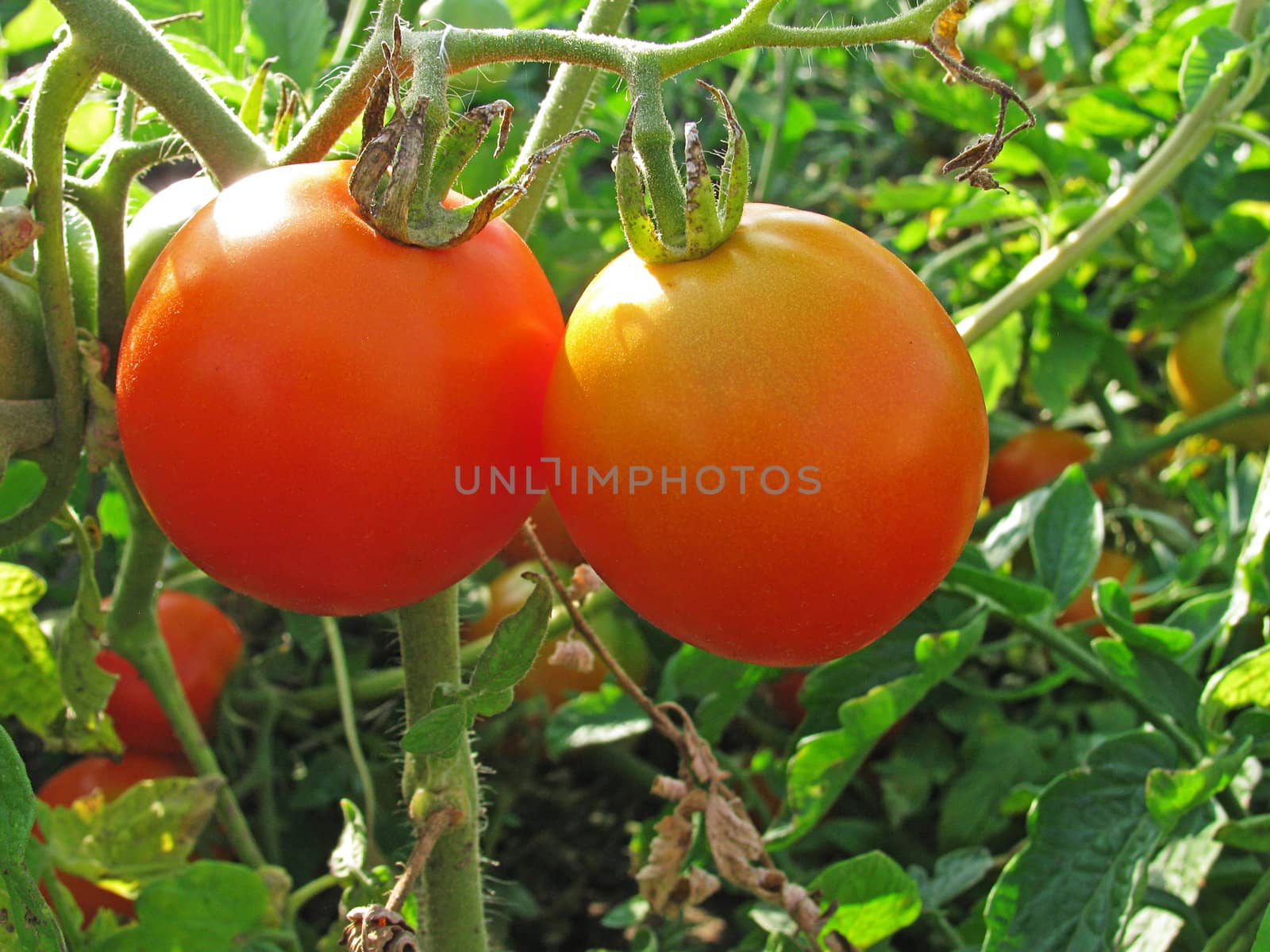 tomatoes in a kitchen-garden