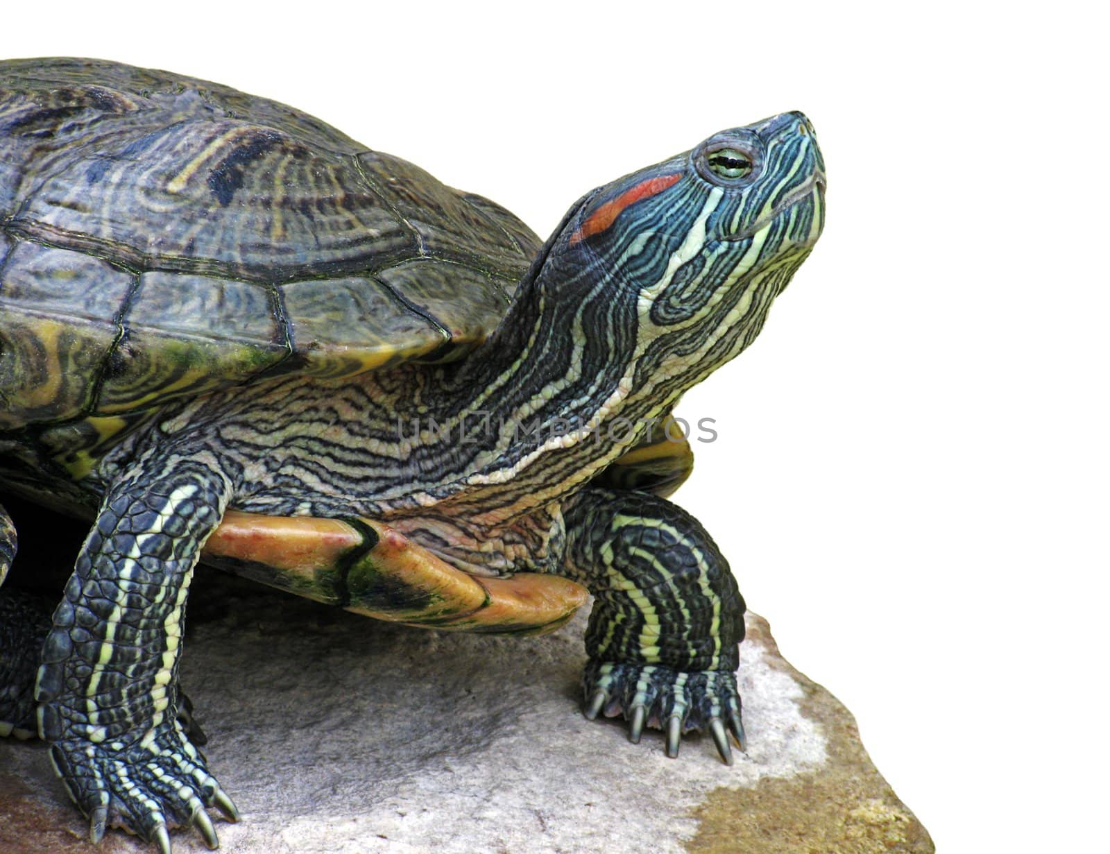 turtle on stone over white