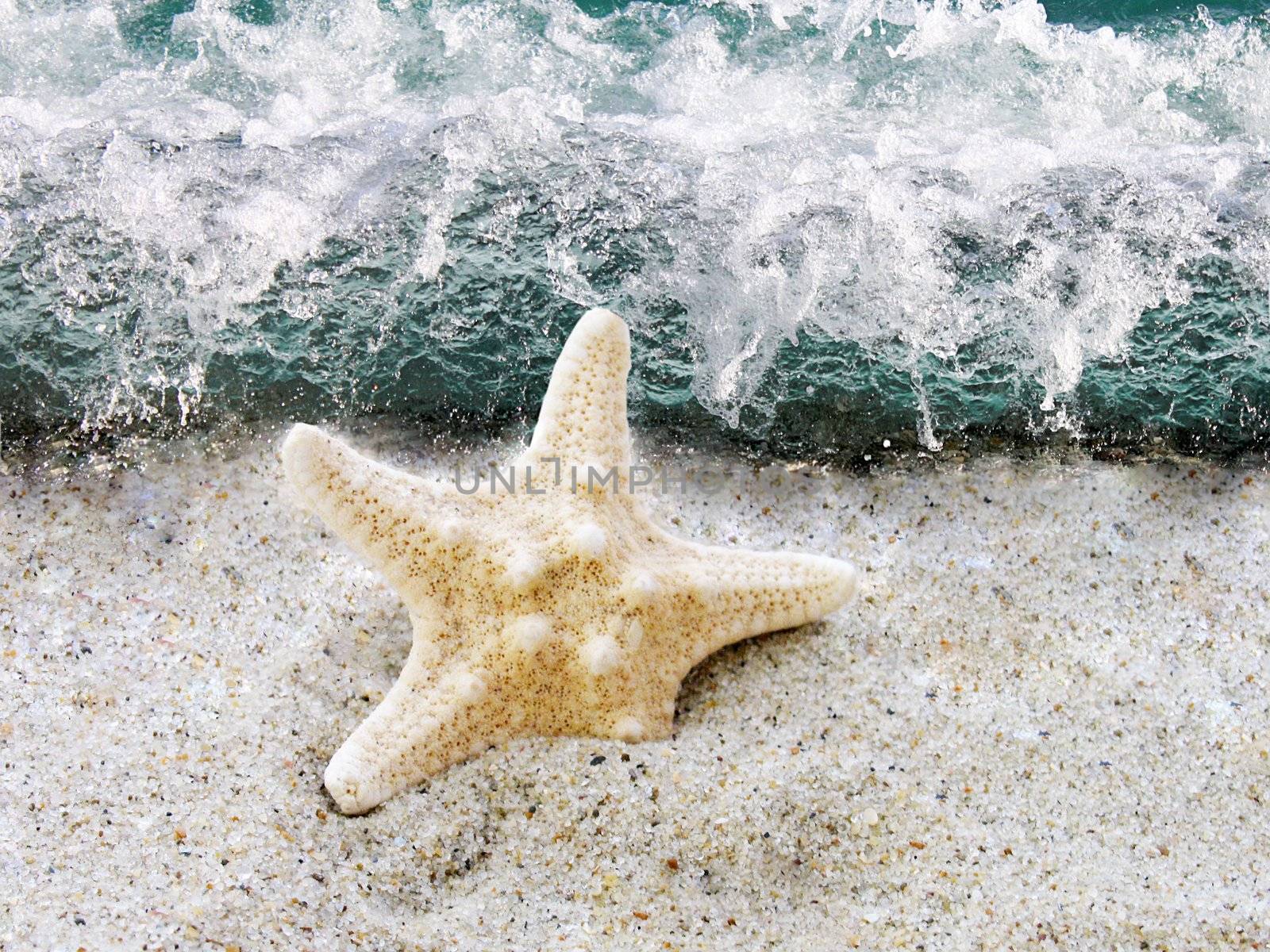 starfish in sand in front of  sea wave