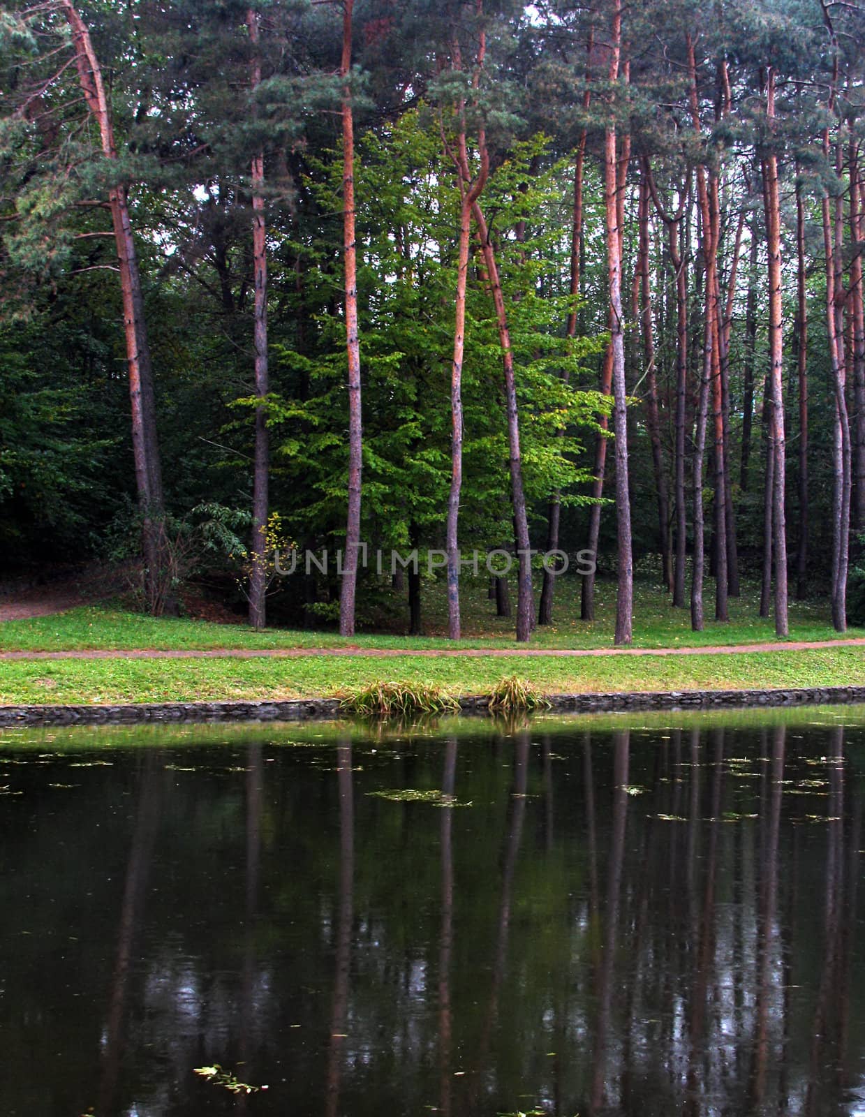 reflection of forest in lake