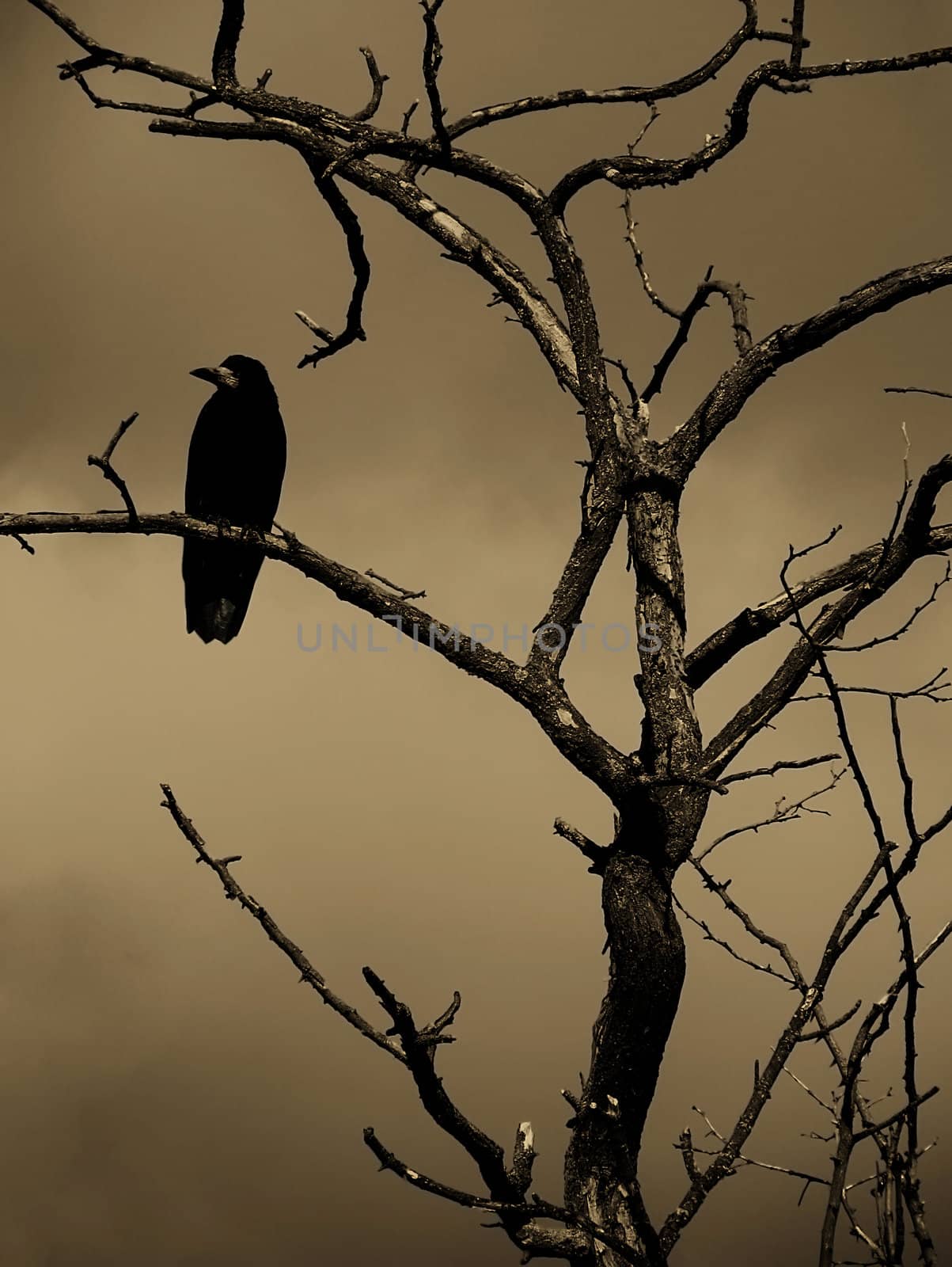black raven by romantiche