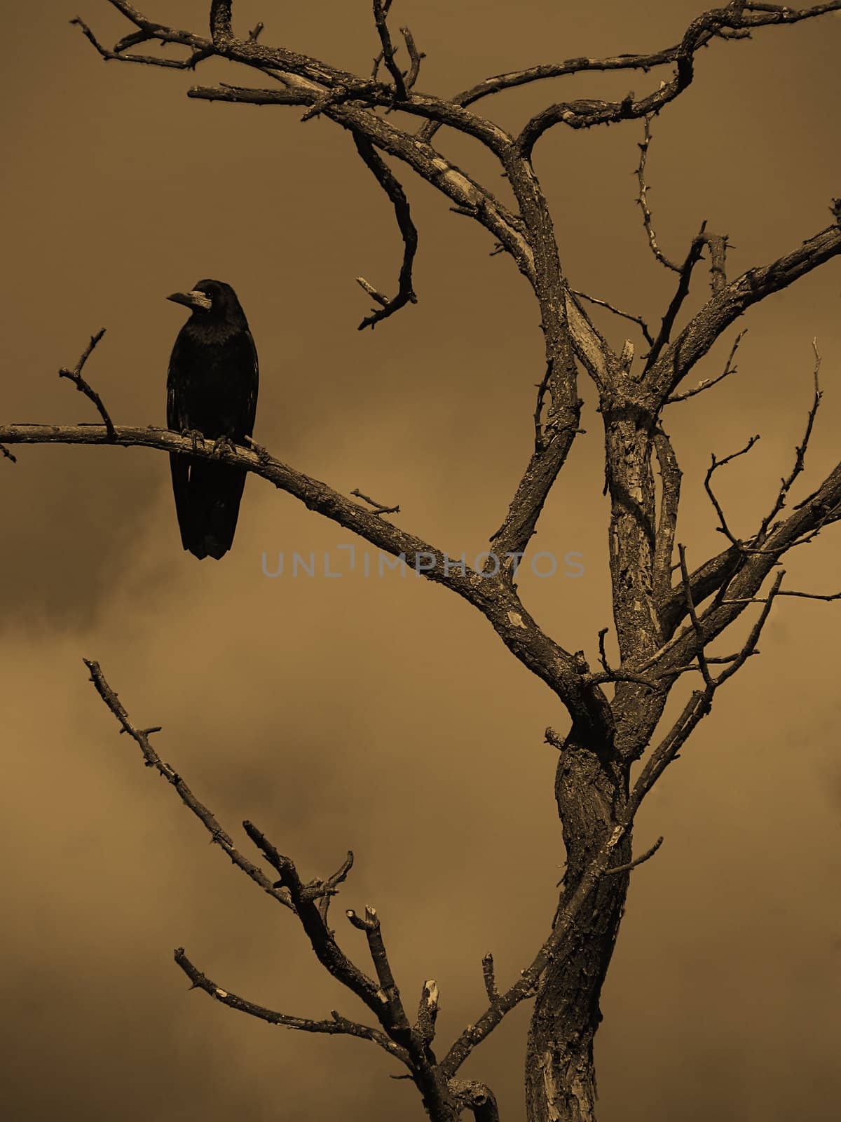 black raven sitting on dry tree in sepia