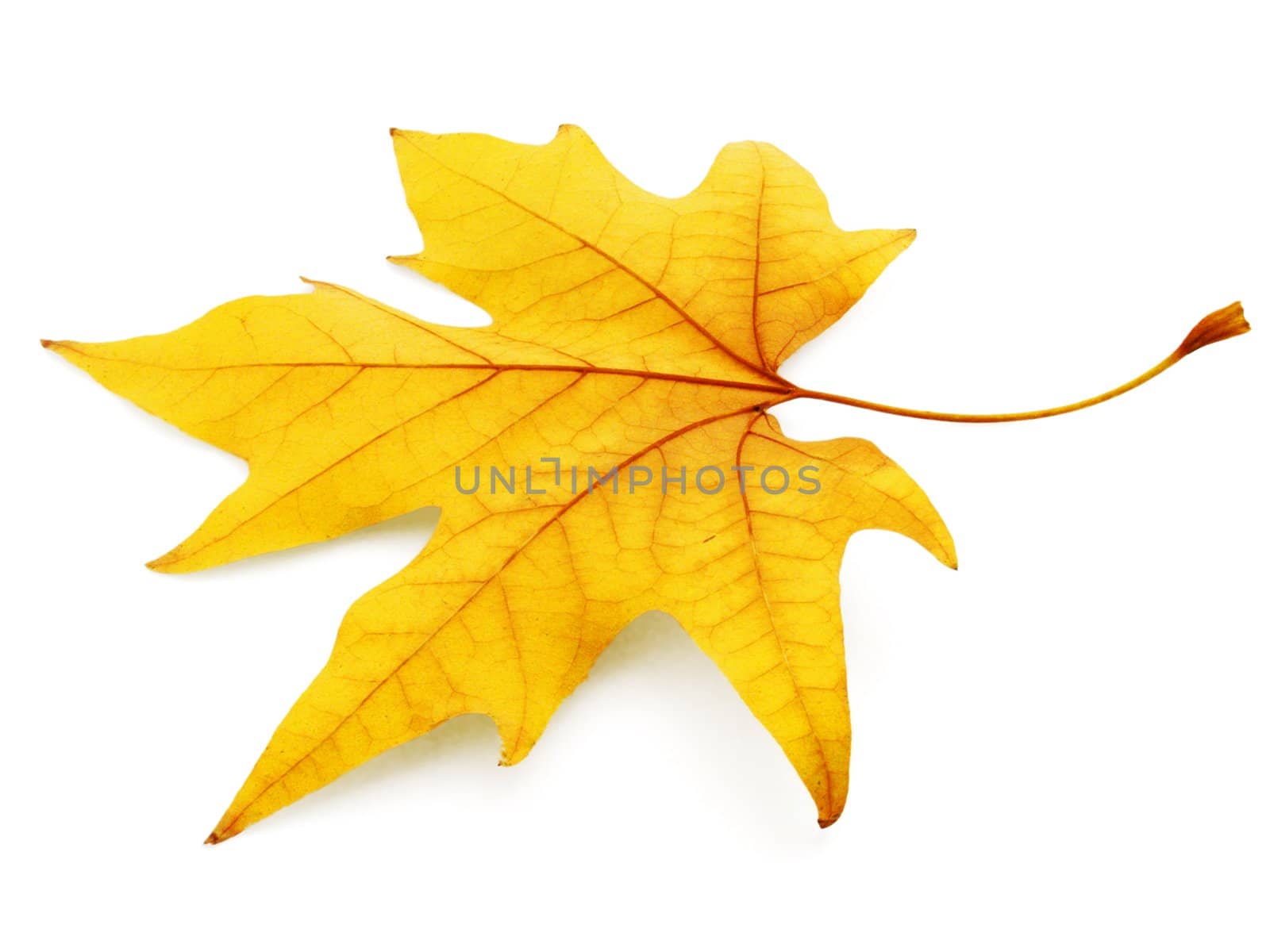 maple tree leaf by romantiche
