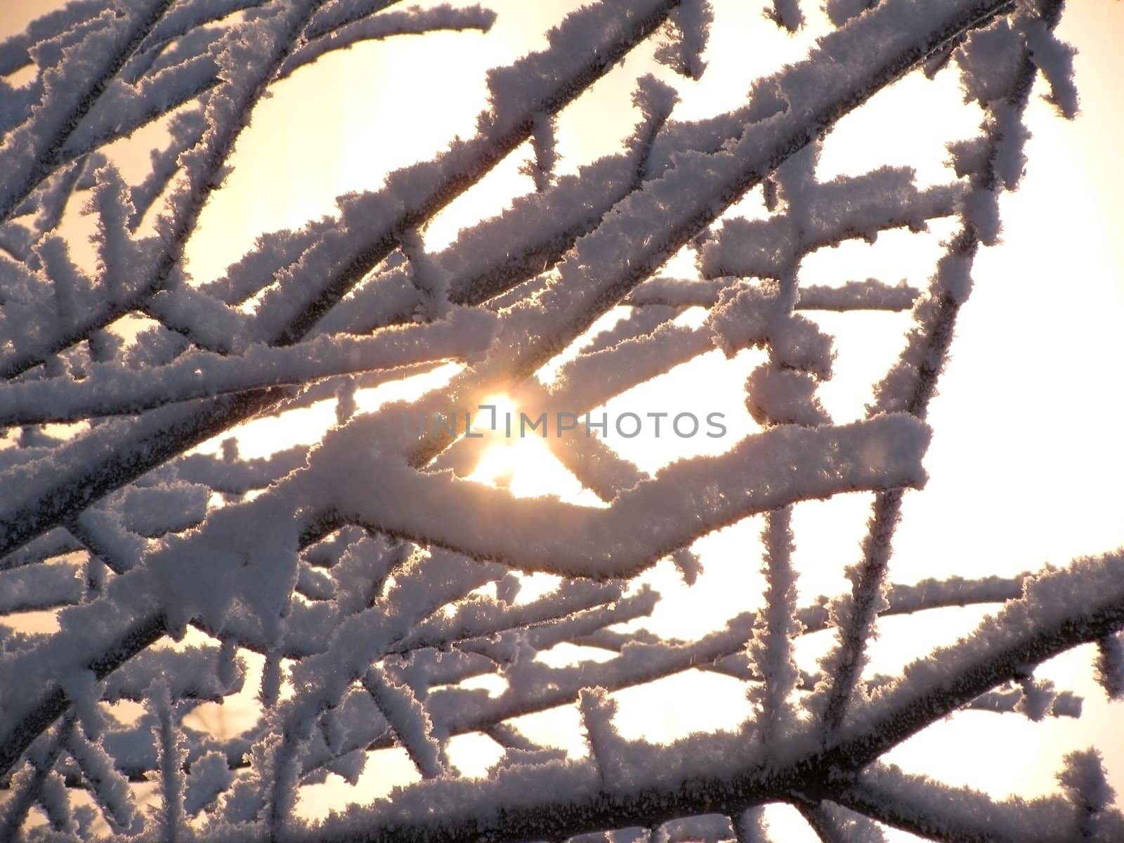 view on sun through branches of tree with snow