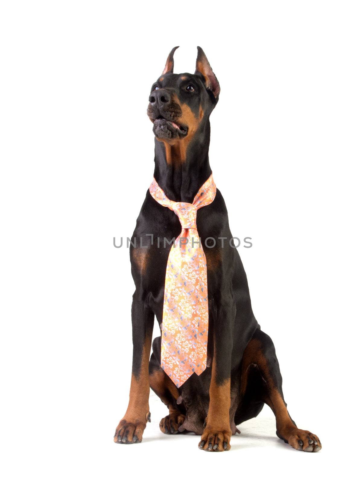 Grate doberman dog on white background wearing a tie