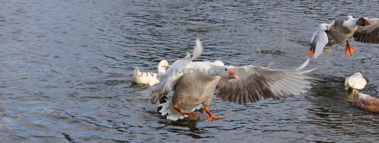 goose coming into land