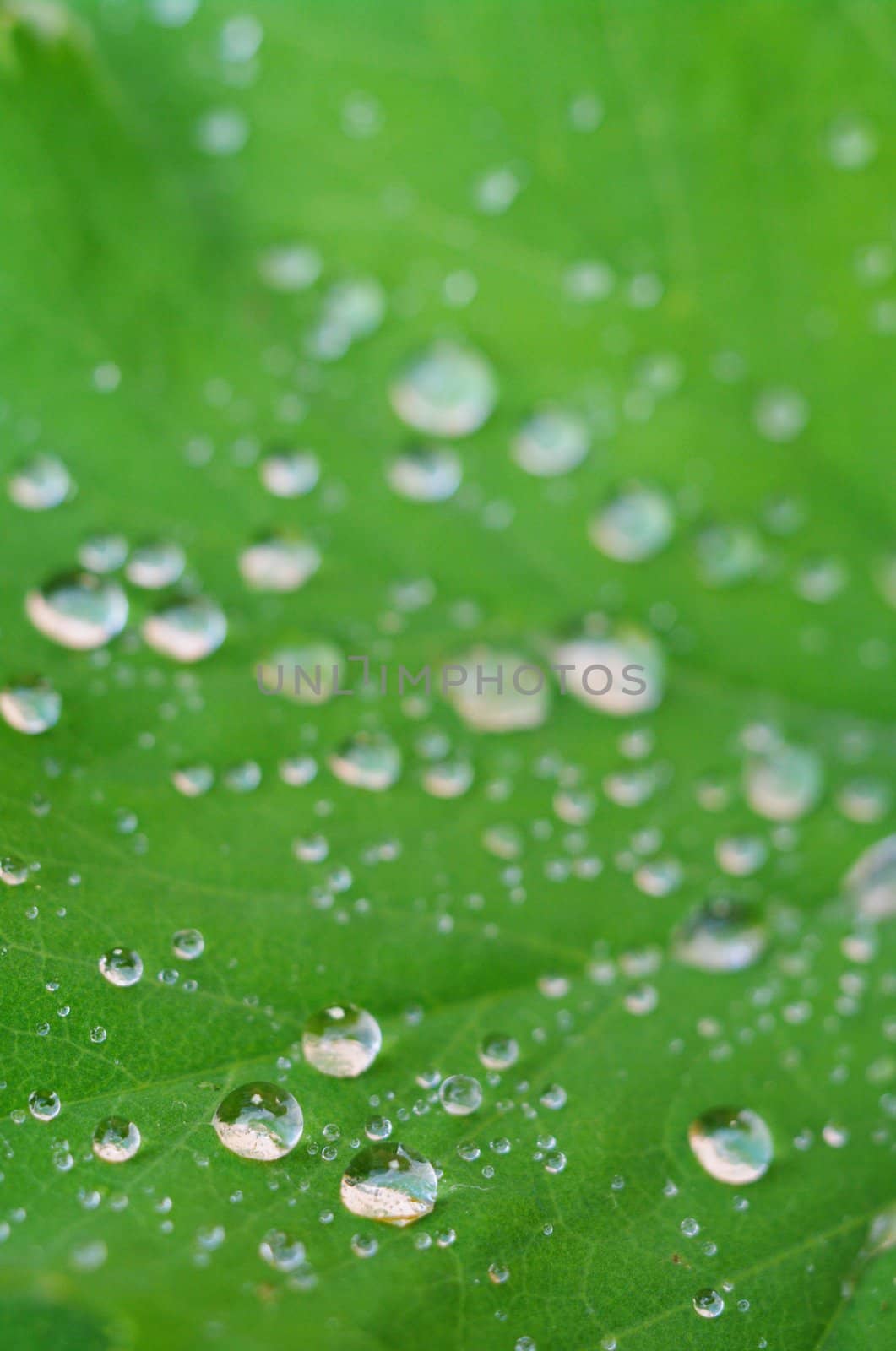 green leaves foliage at springtime outside in the nature